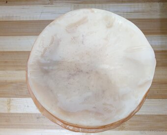 Kombucha scoby - 2