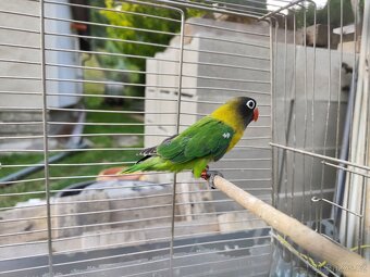 Agapornis škraboškový - 2