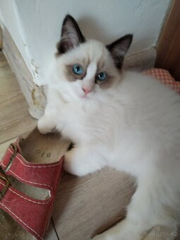 Ragdoll s PP - 2
