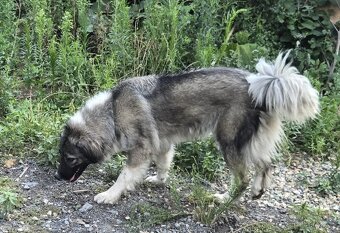 Kavkazská fena - 2