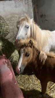 Kobylka s hříbětem - 2