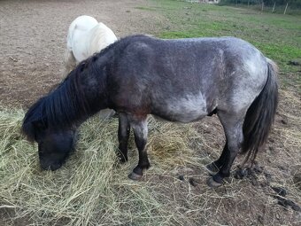 Prodám Shetlandskeho poníka s pp - 2