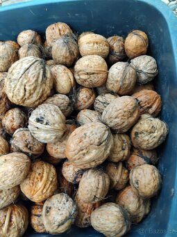 Vlašský ořechy neloupane - 2