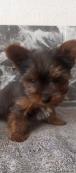 Jorkšírský teriér - 2