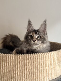 Kotě Mainské mývalí s průkazem původu - 2