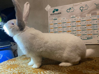 BELGICKÝ OBR ALBÍN - 2