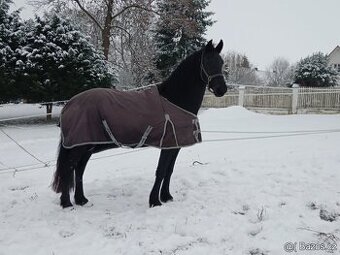 PRODÁME MLADOU LUXUSNÍ FRÍSKOU KLISNU.FRISKY KŮŇ FRIS - 2