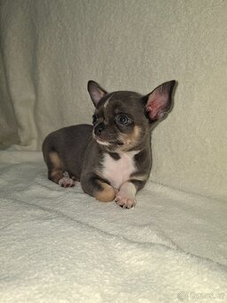 Čivavka krátkosrstá - 2