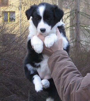 Štěňata border kolie s PP - již k odběru - 2
