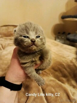 Britska modrá krátkosrstá koťátka - 2