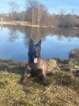 Belgický ovčák Malinois - 2
