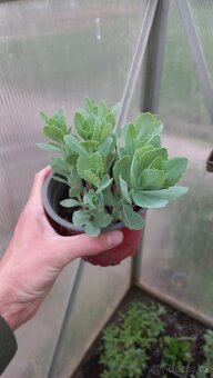 Rozchodník, sedum telephytum - 2