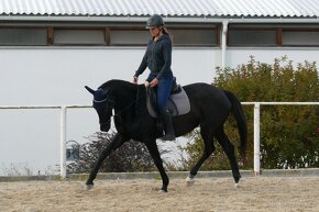 Šestiletá westfálská klisna vhodná do drezury - 2