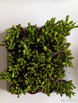 Tlustice Hobbit, Crassula ovata Hobbit - 2