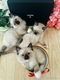 3 krásná koťátka plemene Ragdoll 🖤🐈 - 2