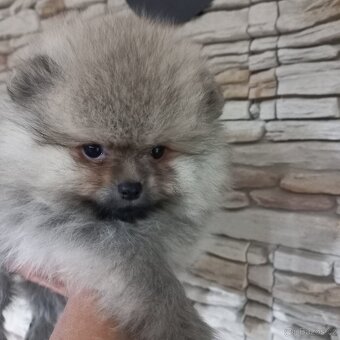 Pomeranian - kluci - 2