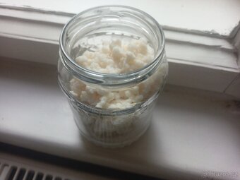 Tibetská kefírová houba – živá startovací kultura - 2