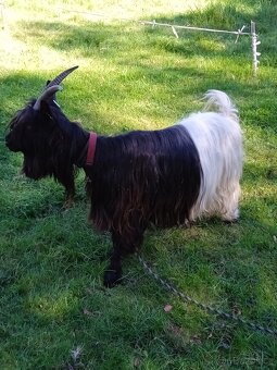 Walliserská koza - 2