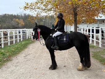 Skvělý PONY B (irský cob do sportu) PRODEJ, výkonnost SP - 2