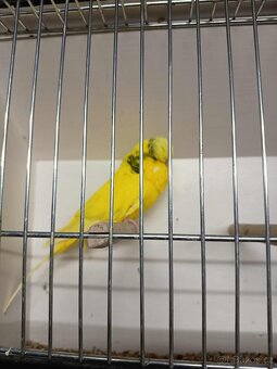 Andulky výstavní - samci - 2