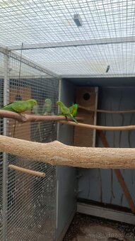 Papoušek červenokřídlý - 2