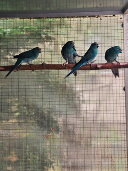 PRODÁM KAKARIKI RUDOČELÉ-MODRÁ/ MOD. STRAKA - 2