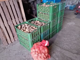 Brambory konzumní - 2