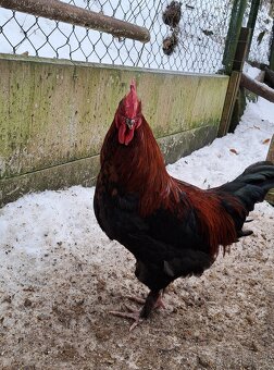 Kohouti Maransky - 2