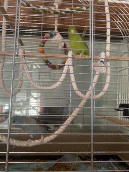 Papousicek sedokridly - 2