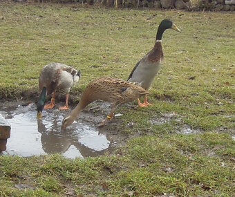 Indický běžec - 2