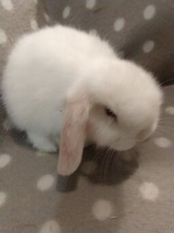 Nabízím samečka minilopa - 2