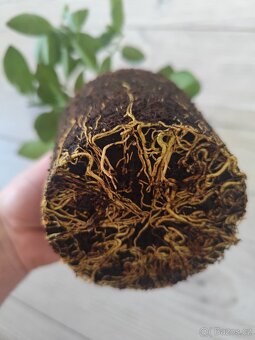 Citrus - 2