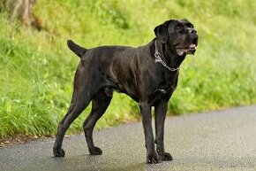 Černý krycí pes Cane Corso - 2