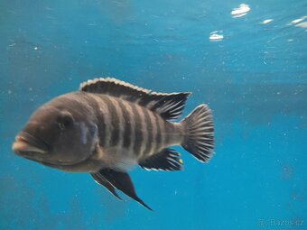 Metriaclima sp. dolphin Thumbi Point - 2