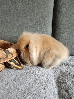 Zakrslý králík teddy gen beránek kluk hnědý - 2