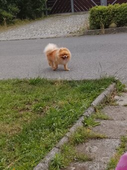 Pomeranian bez PP - 2
