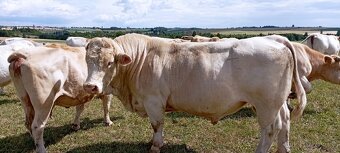 Plemenný býk Charolais - 2