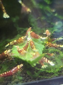 Caridina pinto mosura tiger metellic gen - 2