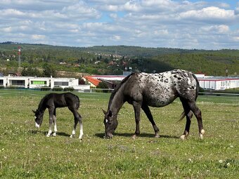 Roční hřebec appaloosa - 2