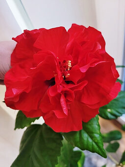 Ibišek pokojový (Hibiscus) - 2