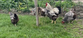 Kohouti - Wyandotka velká stříbrná černě lemovaná - 2