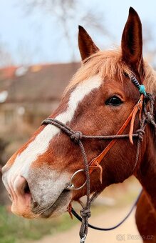 Norička na prodej - 2
