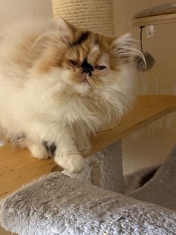 Perská koťátka - 2