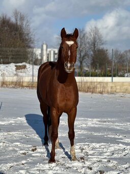 Oldenburg žrebec - 2
