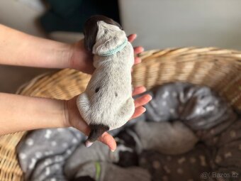 Německý ohař krátkosrstý s PP - 2