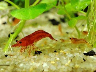 Krevetky Neocaridina d. - Red Sakura - SLEVA - 2
