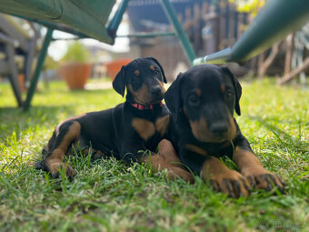 Doberman - šteniatka - 2