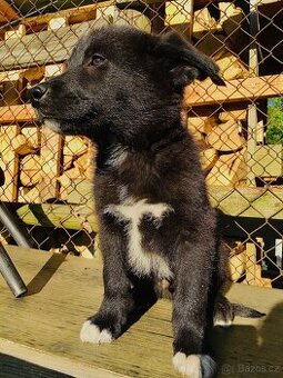 🐶Border Kolie chlapeček 🐶 - 2