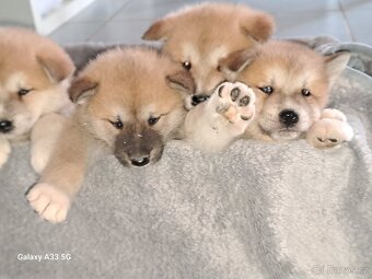 Akita Inu - 2