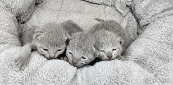 Ruska modra kotatka s pp - 2